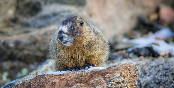 Marmot Baby in Snow-0446-1