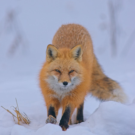 Fox-7602