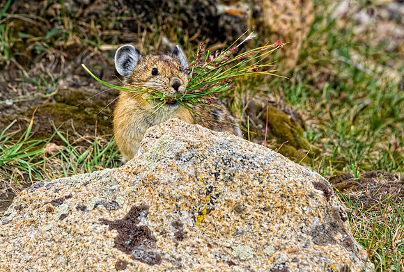 Pika with Dinner-4980