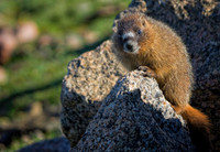Marmot Baby -0134-2-1