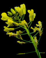 Floral Macro