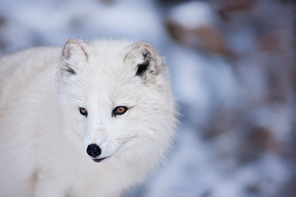 Arctic Fox-9238.jpg