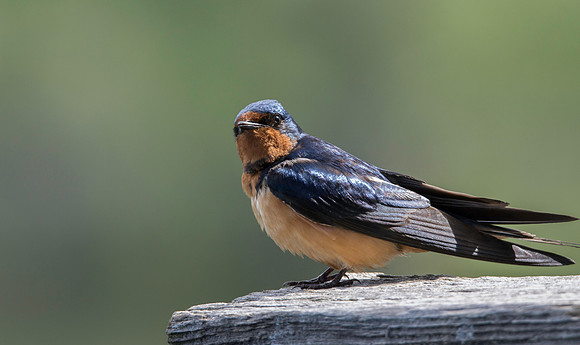 Swallow-4580