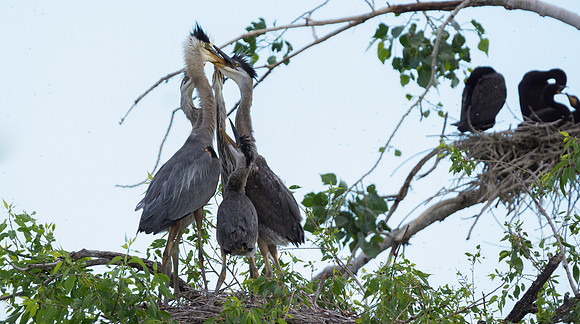 Herons-4228