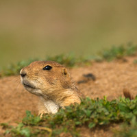 Horned Lark_29