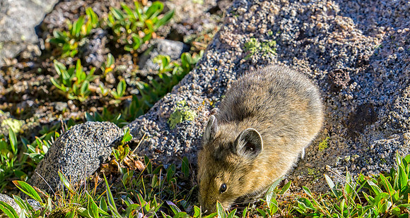 Pika-1094-1