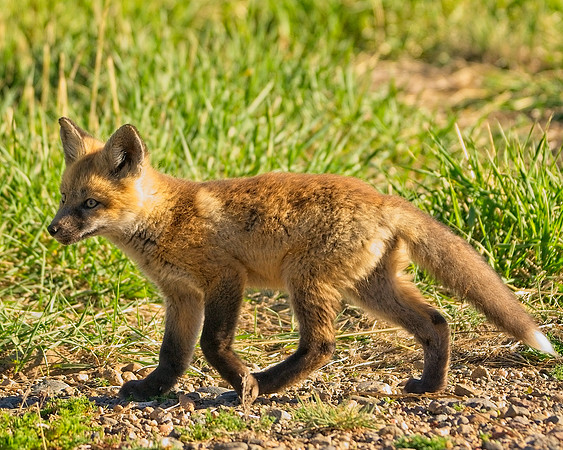 Fox Kit-7652_Export