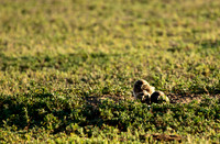 Burrowing Owl Chicks-2927
