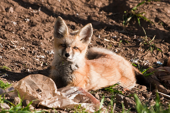 Fox Kit-4837
