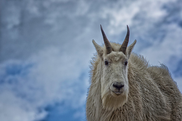 Billy Goat-8825-1