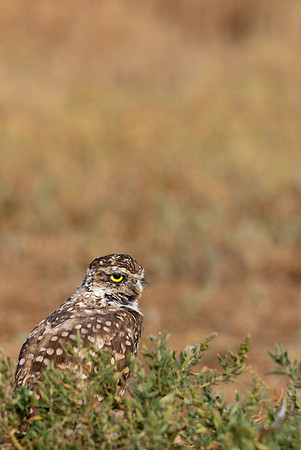 Burrowing Owl-0171