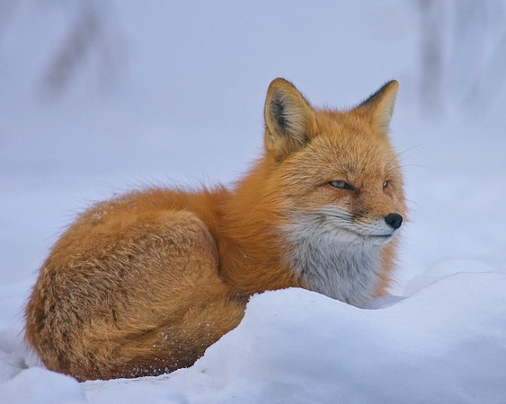 Fox-7394