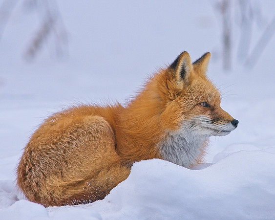 Fox-7338
