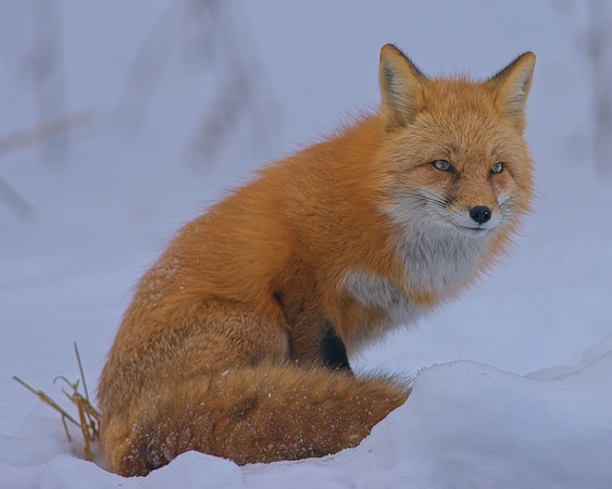 Fox-7312