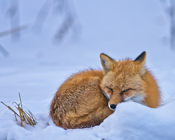 Fox-7395