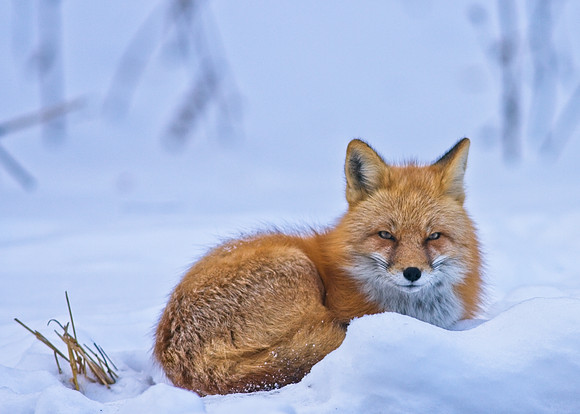 Fox-7416