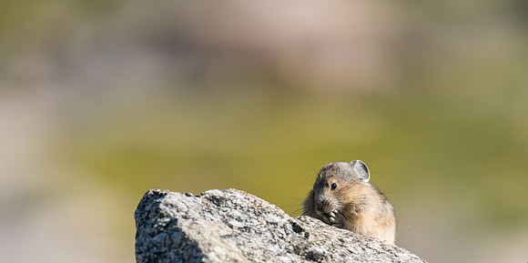 Pika-03756