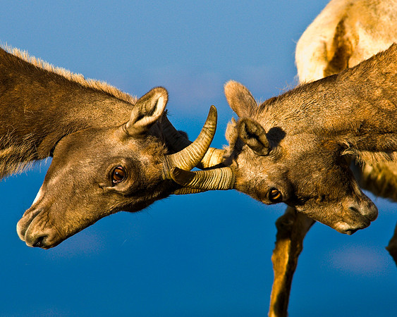 Bighorn-9944