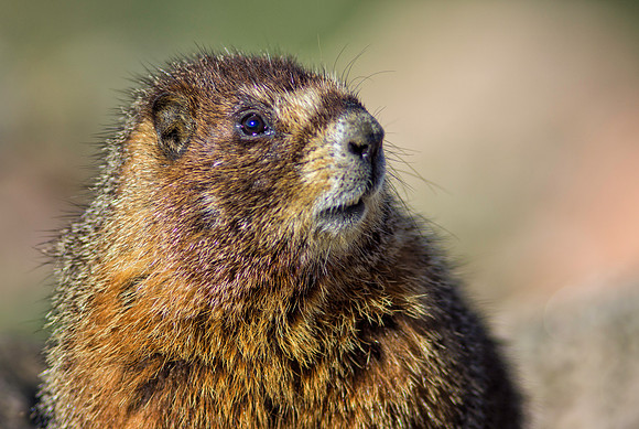 Marmot Momma-Portrait-0246-1