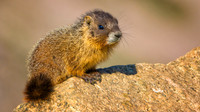 Marmot Baby-4163-1
