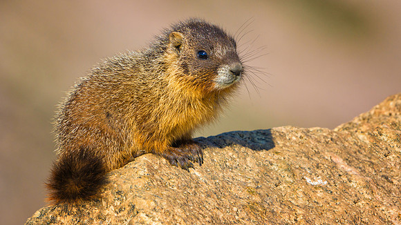 Marmot Baby-4163-1
