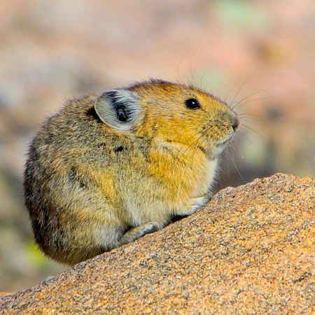 Pika-5840-Edit_Export