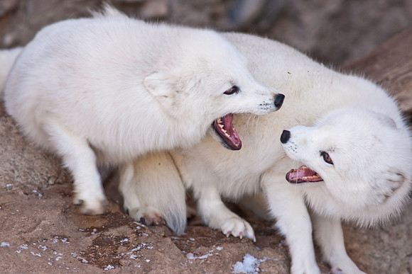 Arctic Fox-9343.jpg