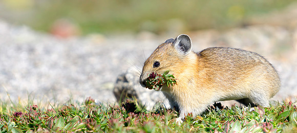 Pika Gathering-0896-1