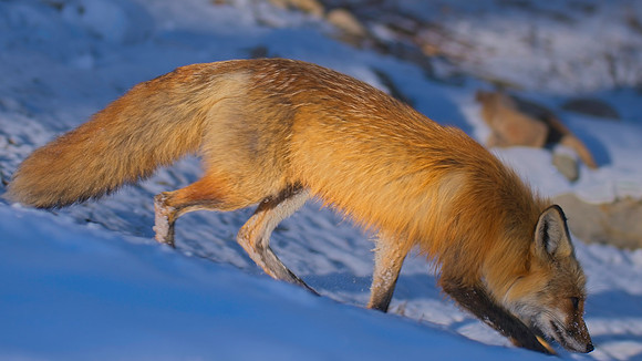 Fox-05580 1