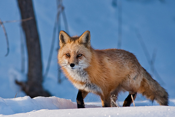 Red Fox-00173