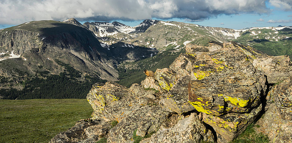 Marmot Landscape-1219