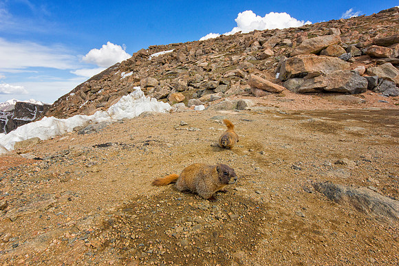 Marmot Pups-8462-12mm-1