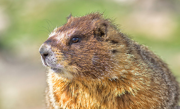 Marmot Portrait-0172-1