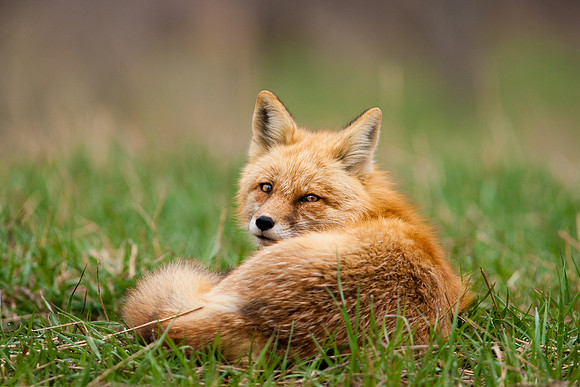 Red Fox-1341