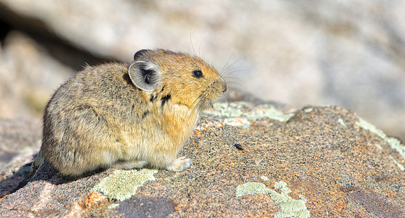 Pika-4278-1