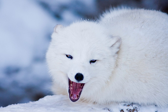 Arctic Fox-9184.jpg