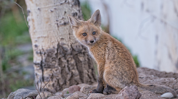 fOX kIT-08013