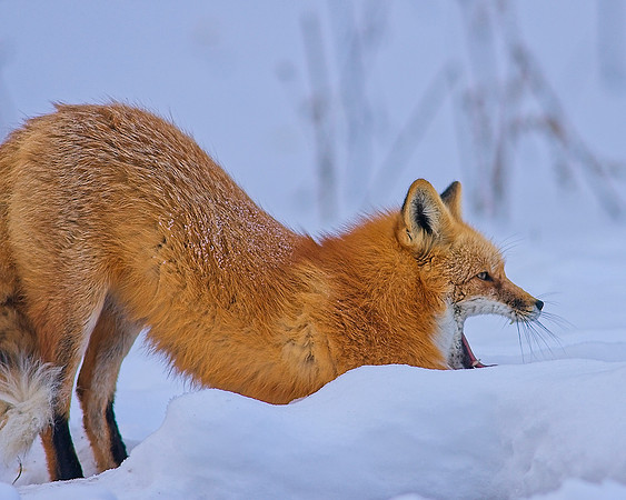 Fox-7480