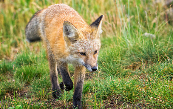 Red Fox-6560-1