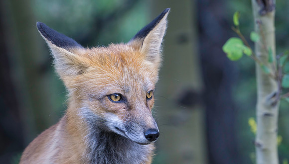 Red Fox-6314-2