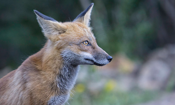 Red Fox-6755-2