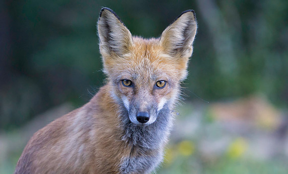 Red Fox-6812-2