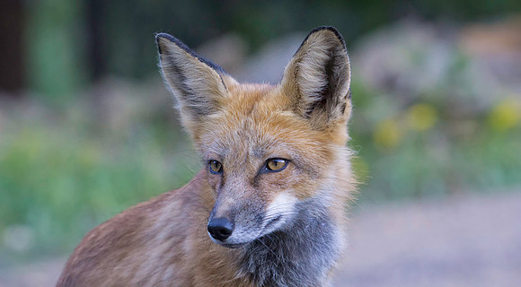 Red Fox-6433-2