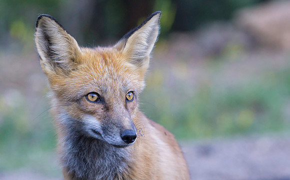 Red Fox-6893-2
