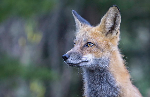 Red Fox-6948-2