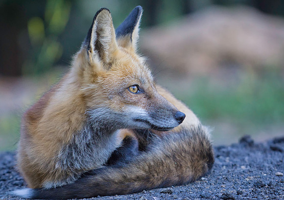 Red Fox-6966-2