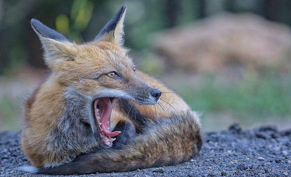 Red Fox-7039-2