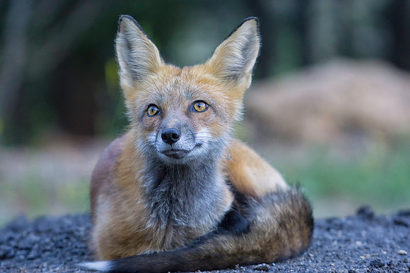 Red Fox-7226-2
