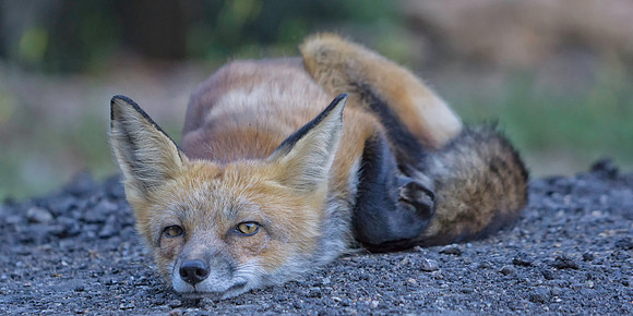 Red Fox-7320-2