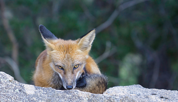 Red Fox-7371-2